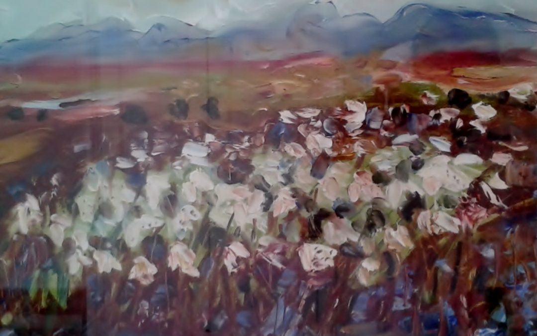 Bog cotton, Connemara
